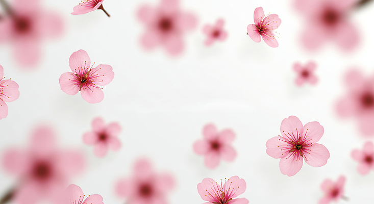 JPG 편집이미지 분홍색 꽃백그라운드 봄꽃 사람없음 벚꽃 꽃프레임 편집실사 AI포토 AI콘텐츠 꽃 컬러 백그라운드 프레임 봄 CG 파일형식