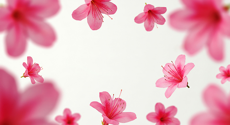 JPG 편집이미지 분홍색 꽃백그라운드 봄꽃 사람없음 진달래 꽃프레임 편집실사 AI포토 AI콘텐츠 꽃 컬러 백그라운드 프레임 봄 CG 파일형식