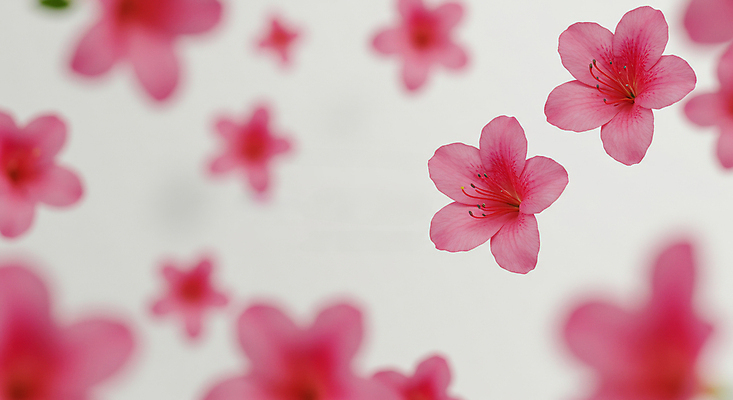 JPG 편집이미지 분홍색 꽃백그라운드 봄꽃 사람없음 진달래 꽃프레임 편집실사 AI포토 AI콘텐츠 꽃 컬러 백그라운드 프레임 봄 CG 파일형식