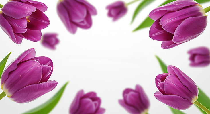 JPG 편집이미지 꽃백그라운드 봄꽃 사람없음 보라색 튤립 꽃프레임 편집실사 AI포토 AI콘텐츠 꽃 컬러 백그라운드 프레임 봄 CG 파일형식