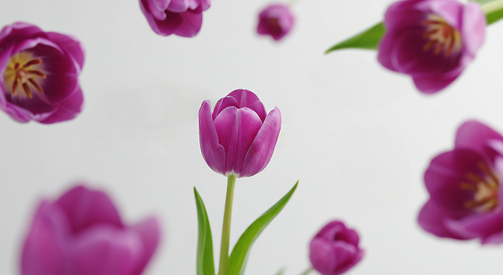 JPG 편집이미지 꽃백그라운드 봄꽃 사람없음 보라색 튤립 꽃프레임 편집실사 AI포토 AI콘텐츠 꽃 컬러 백그라운드 프레임 봄 CG 파일형식