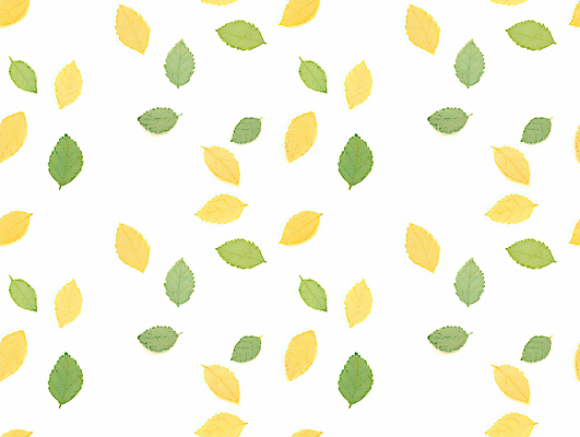 JPG 백그라운드 일러스트 나뭇잎 사람없음 연두색 드로잉 식물패턴 국내일러스트 AI일러스트 AI콘텐츠 잎 패턴 미술 초록색 파일형식