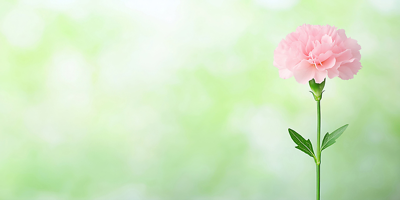 JPG 편집이미지 잎 한송이 사람없음 연두색 어버이날 스승의날 카네이션 감사 보케 가정의달 편집실사 AI포토 AI콘텐츠 식물 1 기념일 꽃 감정 초록색 5월 CG 송이 파일형식