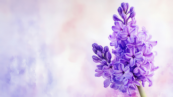 JPG 일러스트 수채화 사람없음 보라색 번짐 히아신스 국내일러스트 AI일러스트 AI콘텐츠 꽃 컬러 파일형식 효과