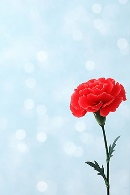 JPG 편집이미지 하늘색 사람없음 어버이날 스승의날 카네이션 감사 보케 가정의달 카피스페이스 편집실사 AI포토 AI콘텐츠 기념일 꽃 감정 파란색 공백 5월 CG 파일형식