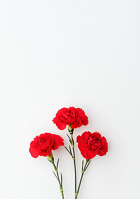 JPG 편집이미지 사람없음 흰색 어버이날 스승의날 카네이션 감사 가정의달 카피스페이스 편집실사 AI포토 AI콘텐츠 기념일 꽃 감정 컬러 공백 5월 CG 파일형식