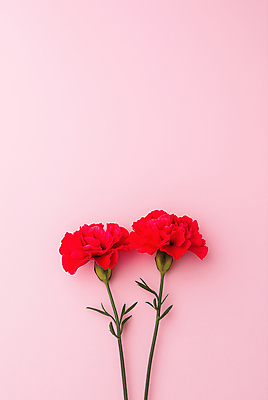 JPG 편집이미지 분홍색 사람없음 어버이날 스승의날 카네이션 감사 가정의달 카피스페이스 편집실사 AI포토 AI콘텐츠 기념일 꽃 감정 컬러 공백 5월 CG 파일형식