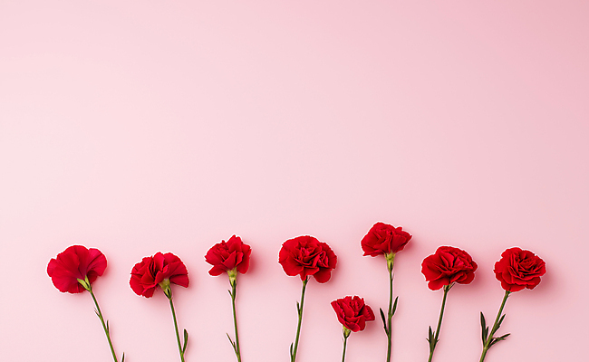 JPG 편집이미지 분홍색 사람없음 어버이날 스승의날 카네이션 감사 가정의달 카피스페이스 편집실사 AI포토 AI콘텐츠 기념일 꽃 감정 컬러 공백 5월 CG 파일형식