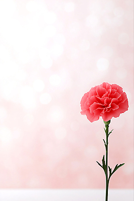 JPG 편집이미지 분홍색 사람없음 어버이날 스승의날 카네이션 감사 보케 가정의달 카피스페이스 편집실사 AI포토 AI콘텐츠 기념일 꽃 감정 컬러 공백 5월 CG 파일형식