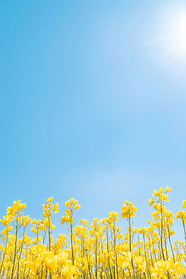 JPG 편집이미지 꽃밭 자연 하늘 사람없음 햇빛 봄풍경 유채밭 편집실사 AI포토 AI콘텐츠 꽃 밭 풍경 태양 봄 CG 유채 생태계 파일형식