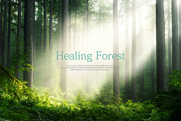 PSD 나무 편집이미지 자연 풍경 사람없음 햇빛 숲속 힐링 이미지편집 식물 태양 숲 생태계 파일형식