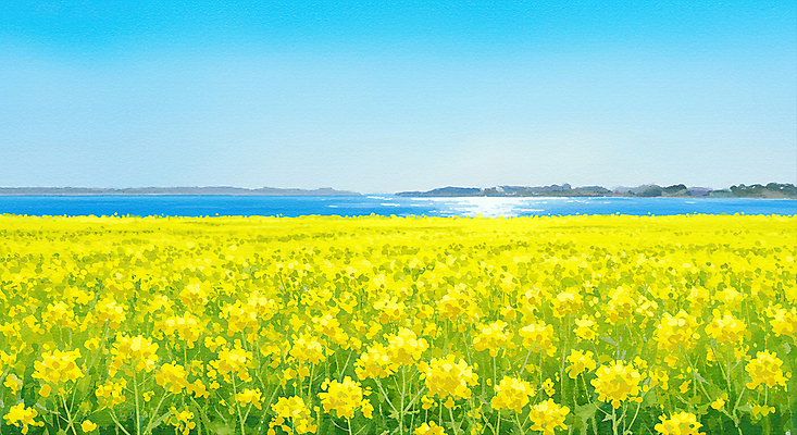 JPG 바다 하늘색 일러스트 하늘 사람없음 제주도 봄풍경 유채밭 연노랑색 국내일러스트 AI일러스트 AI콘텐츠 밭 한국 풍경 파란색 노란색 봄 유채 파일형식