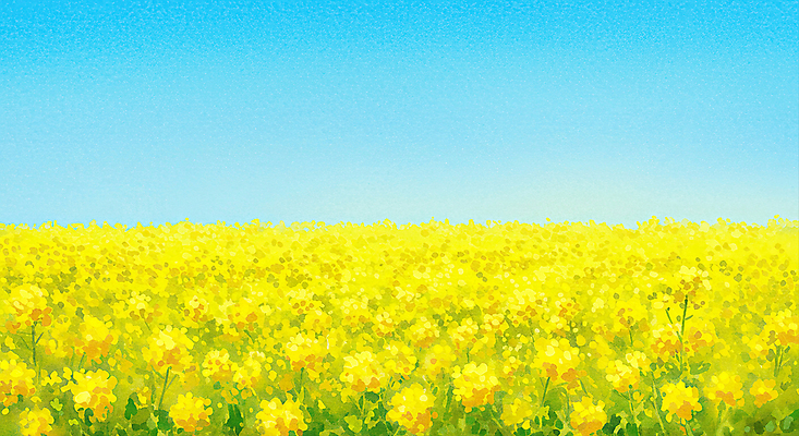 JPG 하늘색 일러스트 하늘 사람없음 제주도 봄풍경 유채밭 연노랑색 국내일러스트 AI일러스트 AI콘텐츠 밭 한국 풍경 파란색 노란색 봄 유채 파일형식