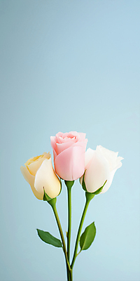 JPG 편집이미지 분홍색 하늘색 잎 사람없음 장미 세송이 편집실사 AI포토 AI콘텐츠 식물 꽃 컬러 3 파란색 CG 파일형식