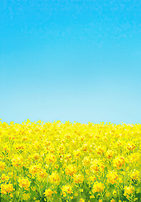 JPG 하늘색 꽃밭 일러스트 하늘 사람없음 제주도 노란색 봄풍경 유채밭 국내일러스트 AI일러스트 AI콘텐츠 꽃 컬러 밭 한국 풍경 파란색 봄 유채 파일형식