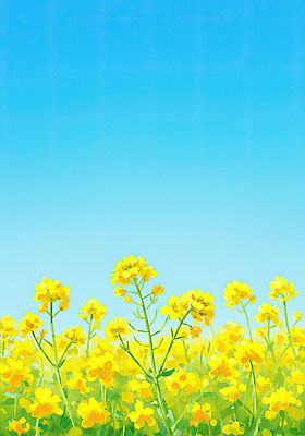 JPG 하늘색 꽃밭 일러스트 하늘 사람없음 제주도 노란색 봄풍경 유채밭 국내일러스트 AI일러스트 AI콘텐츠 꽃 컬러 밭 한국 풍경 파란색 봄 유채 파일형식