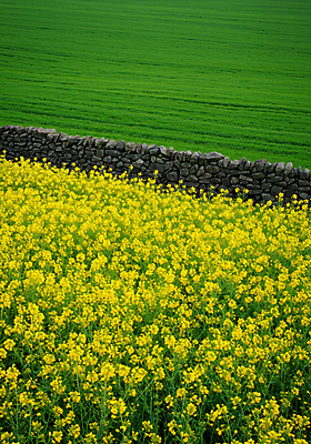 JPG 편집이미지 꽃밭 봄꽃 자연 돌담 초원 사람없음 초록색 노란색 봄풍경 유채밭 편집실사 AI포토 AI콘텐츠 꽃 컬러 밭 풍경 담장 봄 돌_바위 CG 유채 생태계 파일형식