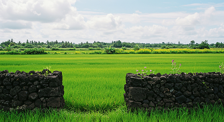 JPG 나무 구름 편집이미지 봄꽃 자연 하늘 돌담 사람없음 초록색 봄풍경 편집실사 AI포토 AI콘텐츠 자연요소 식물 꽃 컬러 풍경 담장 봄 돌_바위 CG 생태계 파일형식