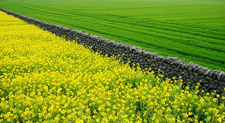 JPG 편집이미지 꽃밭 봄꽃 자연 돌담 초원 사람없음 초록색 노란색 봄풍경 유채밭 편집실사 AI포토 AI콘텐츠 꽃 컬러 밭 풍경 담장 봄 돌_바위 CG 유채 생태계 파일형식