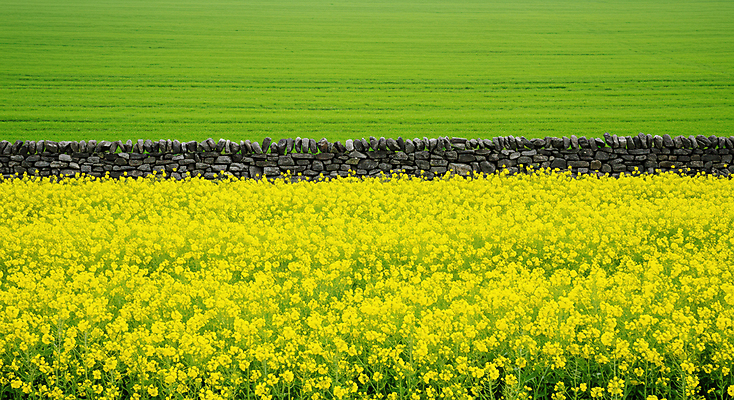 JPG 편집이미지 꽃밭 봄꽃 자연 돌담 초원 사람없음 초록색 노란색 봄풍경 유채밭 편집실사 AI포토 AI콘텐츠 꽃 컬러 밭 풍경 담장 봄 돌_바위 CG 유채 생태계 파일형식