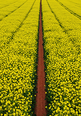 JPG 편집이미지 길 꽃밭 봄꽃 자연 초원 사람없음 노란색 봄풍경 유채밭 편집실사 AI포토 AI콘텐츠 꽃 컬러 밭 풍경 봄 CG 유채 생태계 파일형식