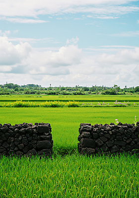 JPG 구름 편집이미지 꽃밭 봄꽃 자연 하늘 돌담 사람없음 초록색 봄풍경 편집실사 AI포토 AI콘텐츠 자연요소 꽃 컬러 풍경 담장 봄 돌_바위 CG 생태계 파일형식