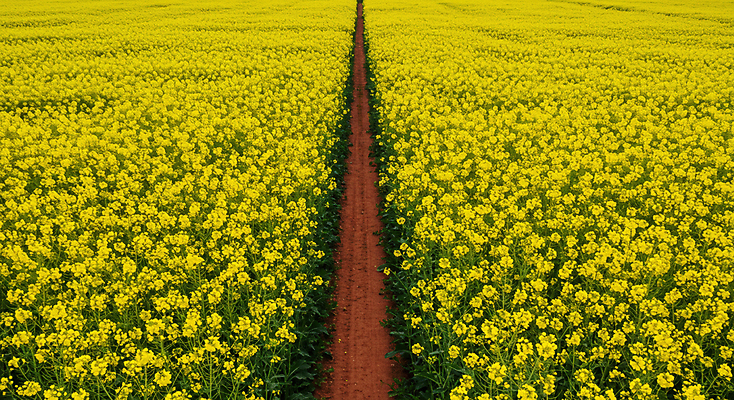 JPG 편집이미지 길 꽃밭 봄꽃 자연 초원 사람없음 노란색 봄풍경 유채밭 편집실사 AI포토 AI콘텐츠 꽃 컬러 밭 풍경 봄 CG 유채 생태계 파일형식