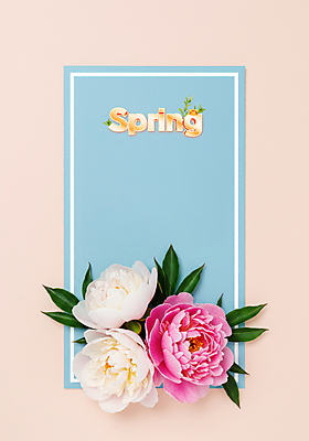 PSD 편집이미지 기념일 분홍색 잎 봄꽃 사각프레임 사람없음 작약 카피스페이스 이미지편집 식물 꽃 컬러 프레임 이벤트 사각형 봄 공백 파일형식