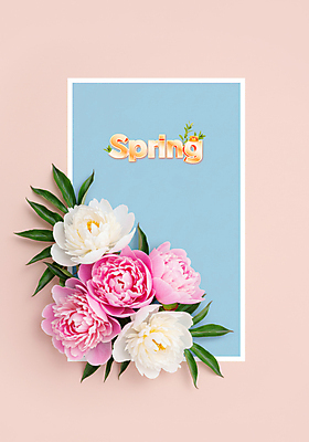 PSD 편집이미지 기념일 분홍색 잎 봄꽃 사각프레임 사람없음 작약 카피스페이스 이미지편집 식물 꽃 컬러 프레임 이벤트 사각형 봄 공백 파일형식