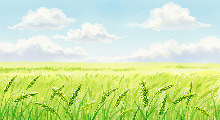 JPG 구름 일러스트 자연 하늘 초원 사람없음 초록색 여름풍경 봄풍경 시원함 청보리 청보리밭 국내일러스트 AI일러스트 AI콘텐츠 자연요소 컬러 밭 풍경 봄 생태계 보리 파일형식 여름_계절