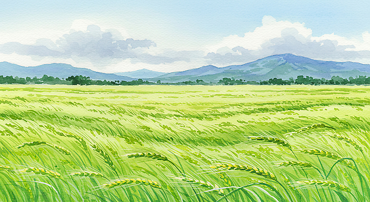 JPG 구름 일러스트 자연 하늘 산 초원 사람없음 초록색 여름풍경 봄풍경 시원함 청보리 청보리밭 국내일러스트 AI일러스트 AI콘텐츠 자연요소 컬러 밭 풍경 봄 생태계 보리 파일형식 여름_계절