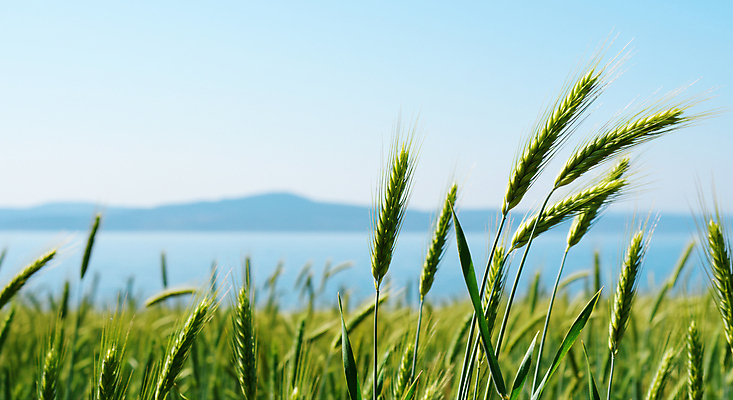JPG 편집이미지 바다 하늘 산 풍경 사람없음 청보리 청보리밭 편집실사 AI포토 AI콘텐츠 밭 CG 보리 파일형식