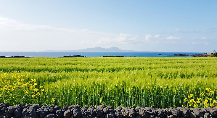 JPG 구름 편집이미지 바다 하늘 산 풍경 사람없음 돌_바위 유채 청보리 청보리밭 편집실사 AI포토 AI콘텐츠 자연요소 꽃 밭 CG 보리 파일형식