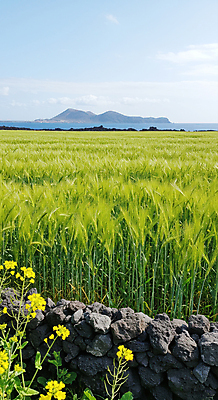 JPG 구름 편집이미지 바다 섬 하늘 돌담 풍경 사람없음 유채 청보리 청보리밭 편집실사 AI포토 AI콘텐츠 자연요소 꽃 밭 담장 돌_바위 CG 보리 파일형식