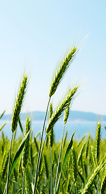 JPG 편집이미지 바다 하늘 산 풍경 사람없음 청보리 청보리밭 편집실사 AI포토 AI콘텐츠 밭 CG 보리 파일형식