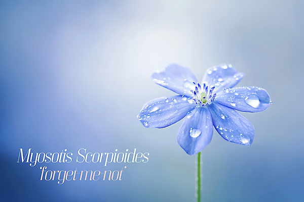 PSD 편집이미지 자연 사람없음 보라색 물방울 이슬 꽃말 물망초 이미지편집 꽃 컬러 생태계 파일형식