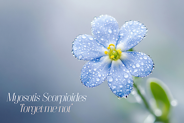 PSD 편집이미지 잎 자연 사람없음 파란색 물방울 이슬 꽃말 물망초 이미지편집 식물 꽃 컬러 생태계 파일형식