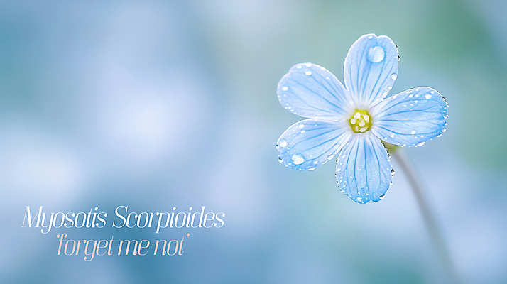 PSD 편집이미지 자연 사람없음 파란색 물방울 이슬 꽃말 물망초 이미지편집 꽃 컬러 생태계 파일형식