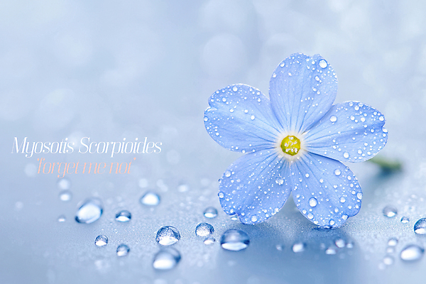 PSD 편집이미지 자연 사람없음 파란색 물방울 이슬 꽃말 물망초 이미지편집 꽃 컬러 생태계 파일형식