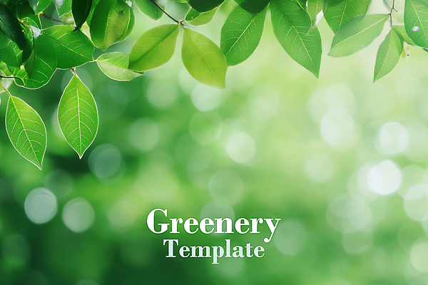 PSD 편집이미지 자연 나뭇잎 사람없음 초록색 햇빛 보케 이미지편집 컬러 잎 태양 생태계 파일형식