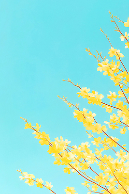 JPG 하늘색 일러스트 하늘 사람없음 나뭇가지 개나리 유화 국내일러스트 AI일러스트 AI콘텐츠 나무 꽃 미술 파란색 파일형식