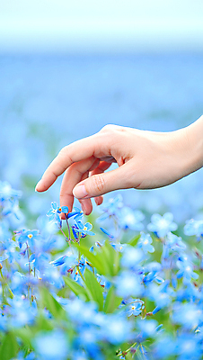 JPG 편집이미지 손 하늘색 봄꽃 야외 신체부위 봄풍경 들꽃 터치 봄향기 편집실사 AI인물포토 AI콘텐츠 꽃 사람 풍경 파란색 봄 CG 파일형식 AI포토