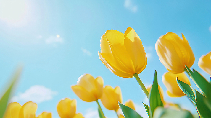 JPG 구름 편집이미지 백그라운드 잎 여름꽃 자연 하늘 사람없음 햇빛 여름풍경 튤립 편집실사 AI포토 AI콘텐츠 자연요소 식물 꽃 풍경 태양 CG 생태계 파일형식 여름_계절