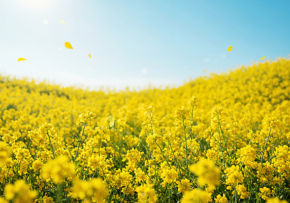 JPG 편집이미지 꽃잎 백그라운드 잎 꽃밭 여름꽃 자연 하늘 사람없음 햇빛 여름풍경 편집실사 AI포토 AI콘텐츠 식물 꽃 풍경 태양 CG 생태계 파일형식 여름_계절