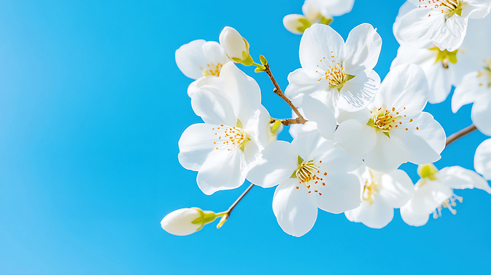 JPG 편집이미지 백그라운드 여름꽃 자연 하늘 사람없음 여름풍경 나뭇가지 편집실사 AI포토 AI콘텐츠 나무 꽃 풍경 CG 생태계 파일형식 여름_계절