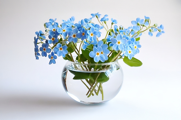 JPG 편집이미지 잎 봄꽃 유리병 사람없음 물 꽃병 물망초 편집실사 AI포토 AI콘텐츠 자연요소 식물 꽃 병_용기 봄 CG 파일형식