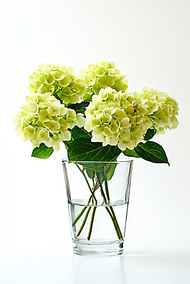 JPG 편집이미지 잎 봄꽃 유리병 사람없음 물 꽃병 수국 편집실사 AI포토 AI콘텐츠 자연요소 식물 꽃 병_용기 봄 CG 파일형식