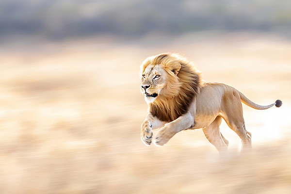 JPG 편집이미지 아프리카 초원 사람없음 점프 사자 속도 사냥 맹수 동물왕 편집실사 AI포토 AI콘텐츠 동물 나라 포유류 모션 CG 파일형식