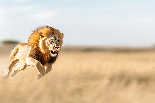 JPG 편집이미지 아프리카 초원 사람없음 달리기 사자 사냥 맹수 동물왕 편집실사 AI포토 AI콘텐츠 동물 나라 포유류 모션 CG 파일형식