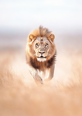 JPG 편집이미지 아프리카 초원 사람없음 달리기 사자 사냥 맹수 동물왕 편집실사 AI포토 AI콘텐츠 동물 나라 포유류 모션 CG 파일형식